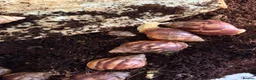 Snails invertebrates for sale: Giant African albino land snails  - Advert 6