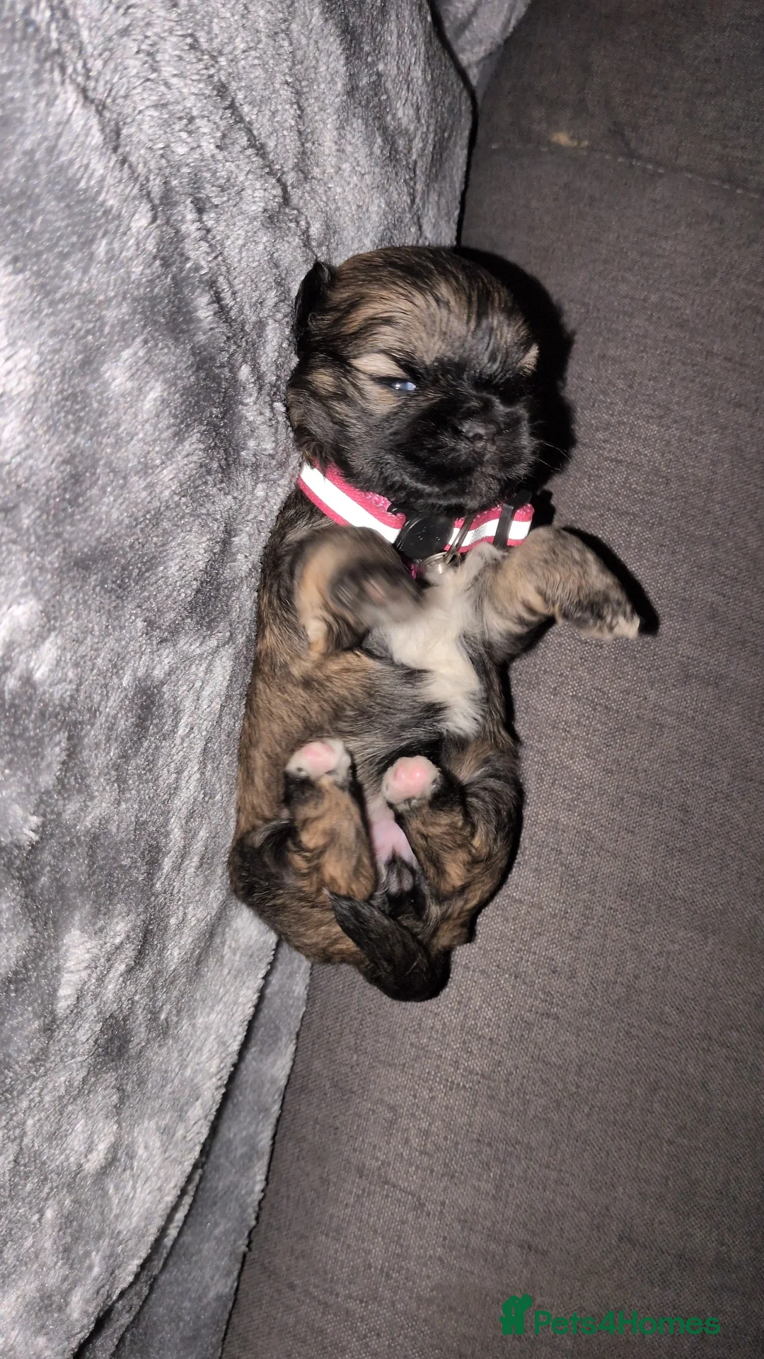 Lhasa Apso dogs for sale: 4 Beautiful beautiful Lhasa Apso Babies For Sale  - Advert 9