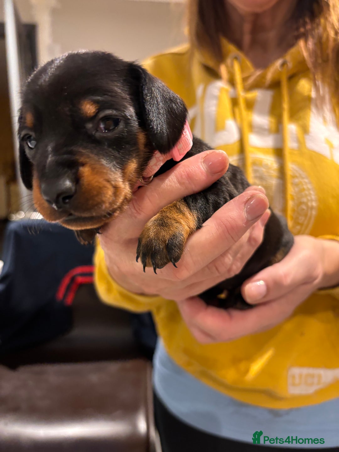 Miniature Dachshund dogs for sale: Black & Tan Minature Dachund - Advert 7