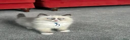 Ragdoll cats for sale: Chunky TICA registered seal kittens - Advert 13
