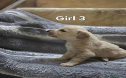 Labrador Retriever dogs for sale: Beautiful golden Labrador puppies  - Image 3