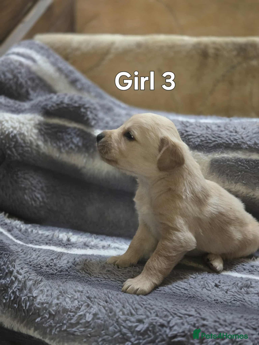 Labrador Retriever dogs for sale: Beautiful golden Labrador puppies  - Image 3