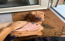 Hungarian Vizsla dogs for sale: Male Hungarian vizsla to rehome  - Image 2