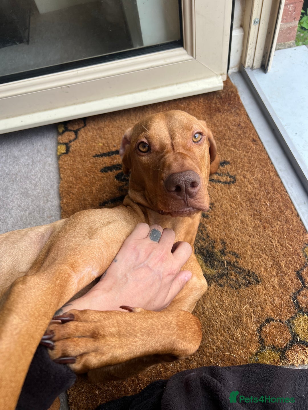 Hungarian Vizsla dogs for sale: Male Hungarian vizsla to rehome  - Image 2