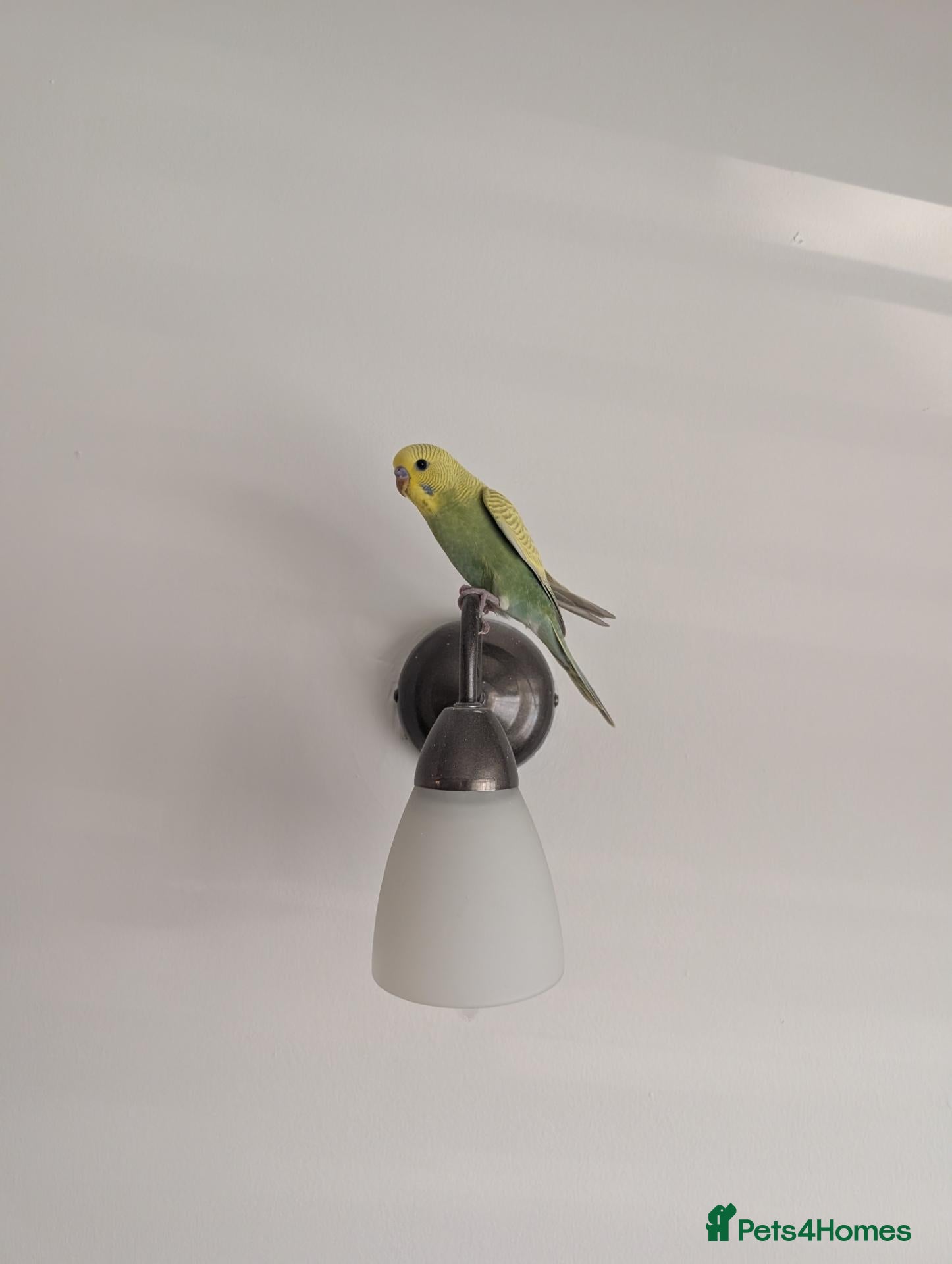 Budgerigars birds Budgie - Advert 1