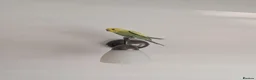 Budgerigars birds for sale: Budgie in Epping - Advert 1