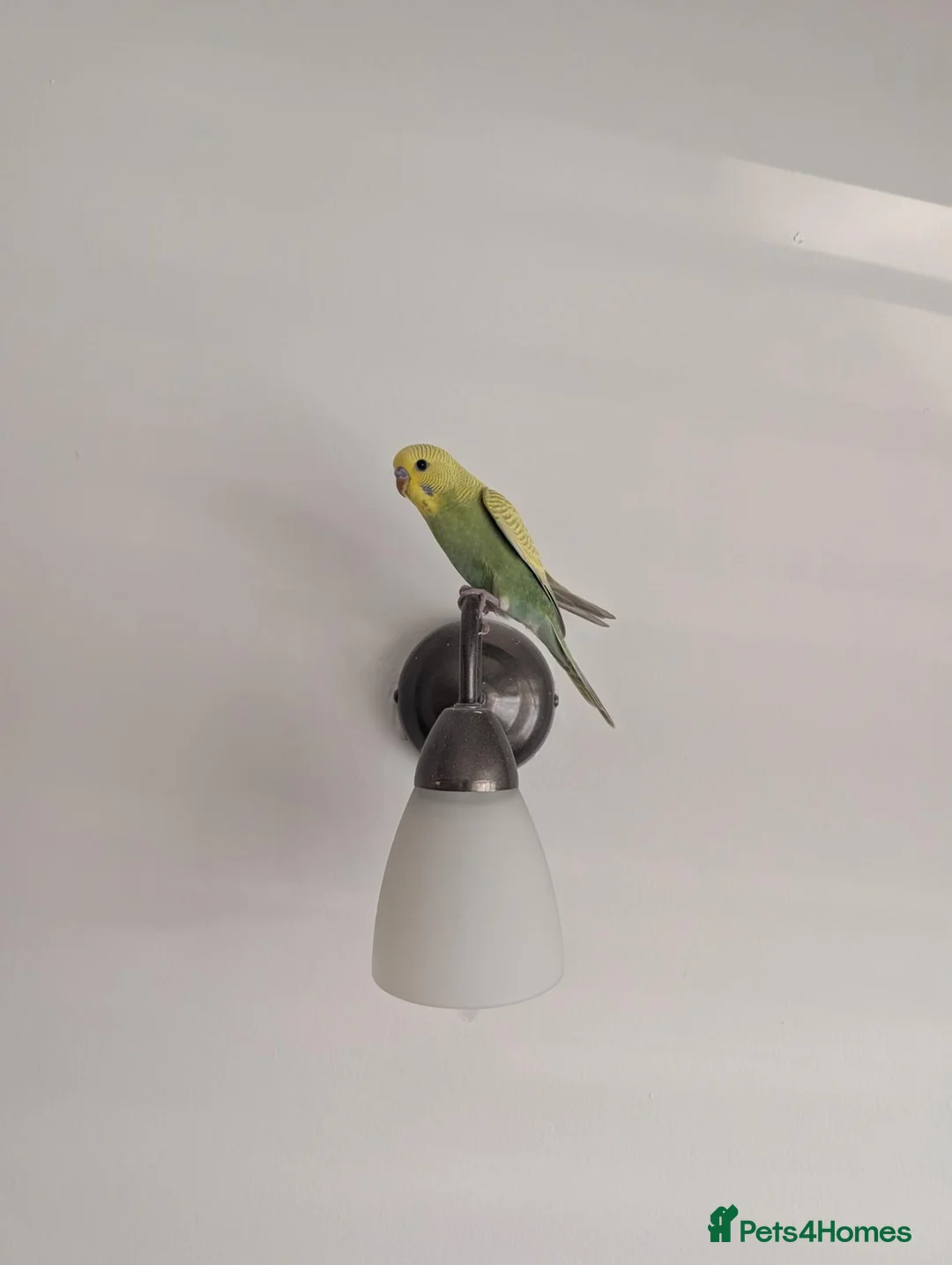 Budgerigars birds for sale: Budgie in Epping - Advert 1