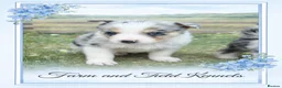Border Collie dogs for sale: Gorgeous collie pups - various colours  - Advert 22