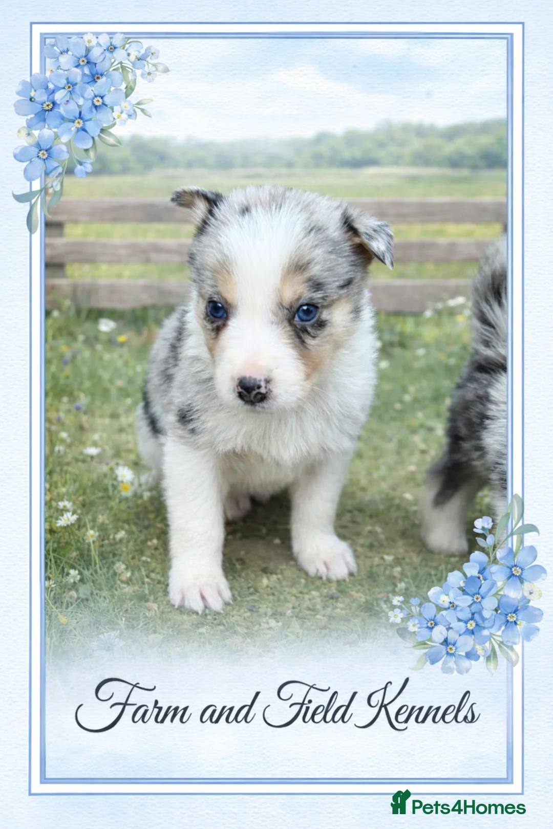 Border Collie dogs for sale: Gorgeous collie pups - various colours  - Advert 22