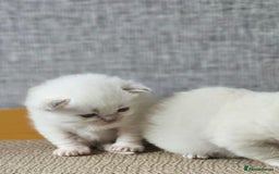 Ragdoll cats for sale: Lilac lynx ragdoll so special - Image 15