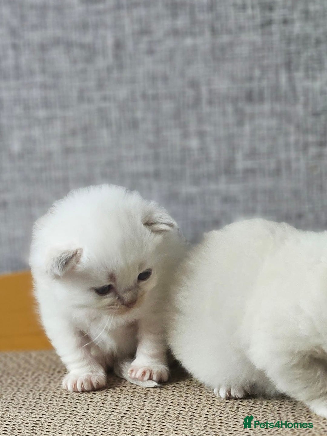 Ragdoll cats for sale: Lilac lynx ragdoll so special - Image 15
