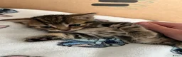 Mixed Breed cats for sale: Bengal/Russian blue kittens  - Advert 14
