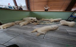 Samoyed dogs for sale: Beautiful Samoyed Puppies Ready Soon! - Advert 3