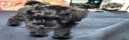 Miniature Schnauzer dogs for sale: 🎀 JUST TWO GIRLS LEFT READY NOW 🎀 - Advert 3