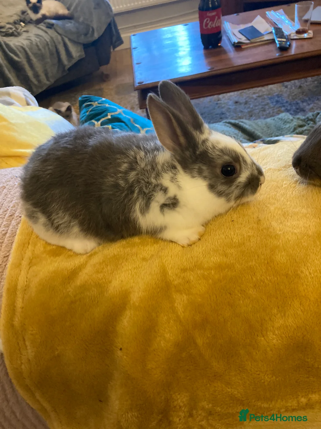 Mixed Breed rabbits for sale:  Dutch cross trx - Advert 4