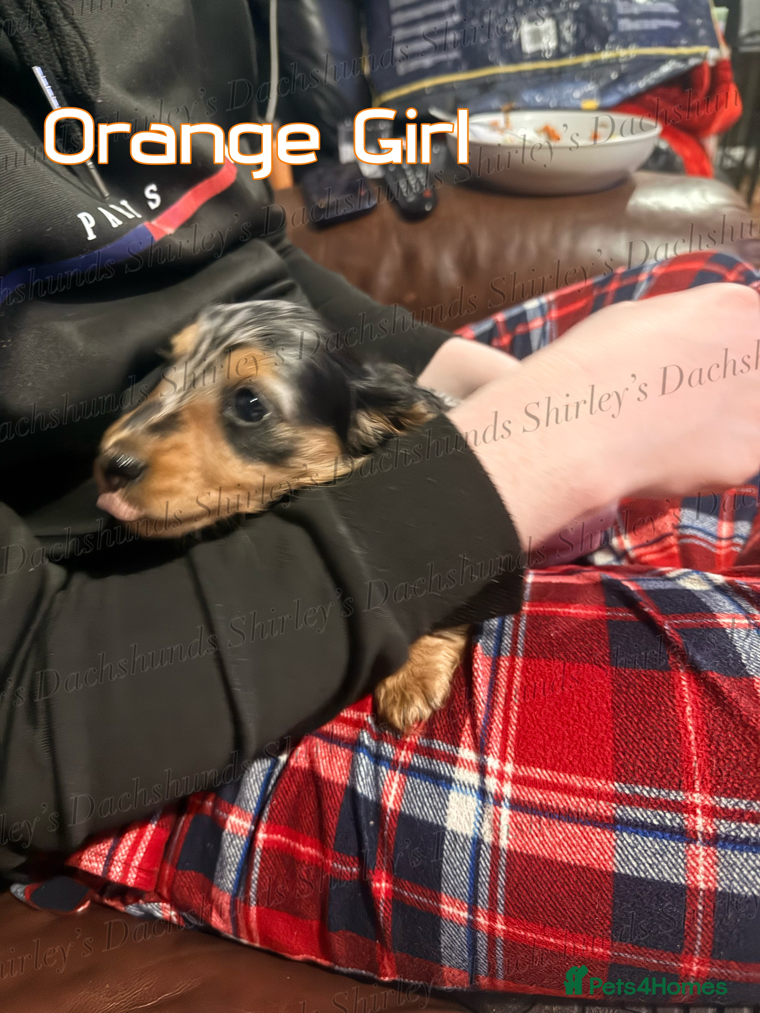 Miniature Dachshund dogs Last Silver Dapple Lh Mini Dachshunds KC Reg  - Advert 10