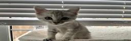 British Shorthair cats for sale: Beautiful BSH kittens  - Advert 12