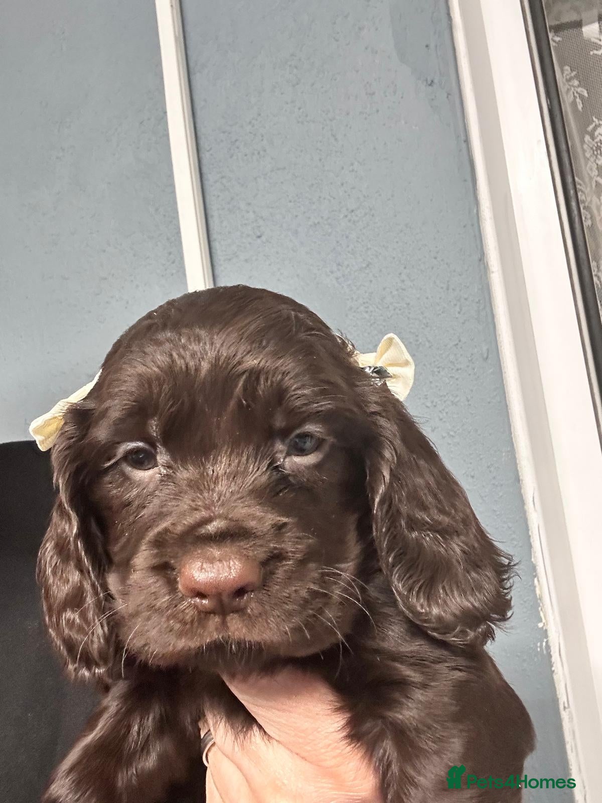 Cocker Spaniel dogs Choc cockers spaniel - Advert 2