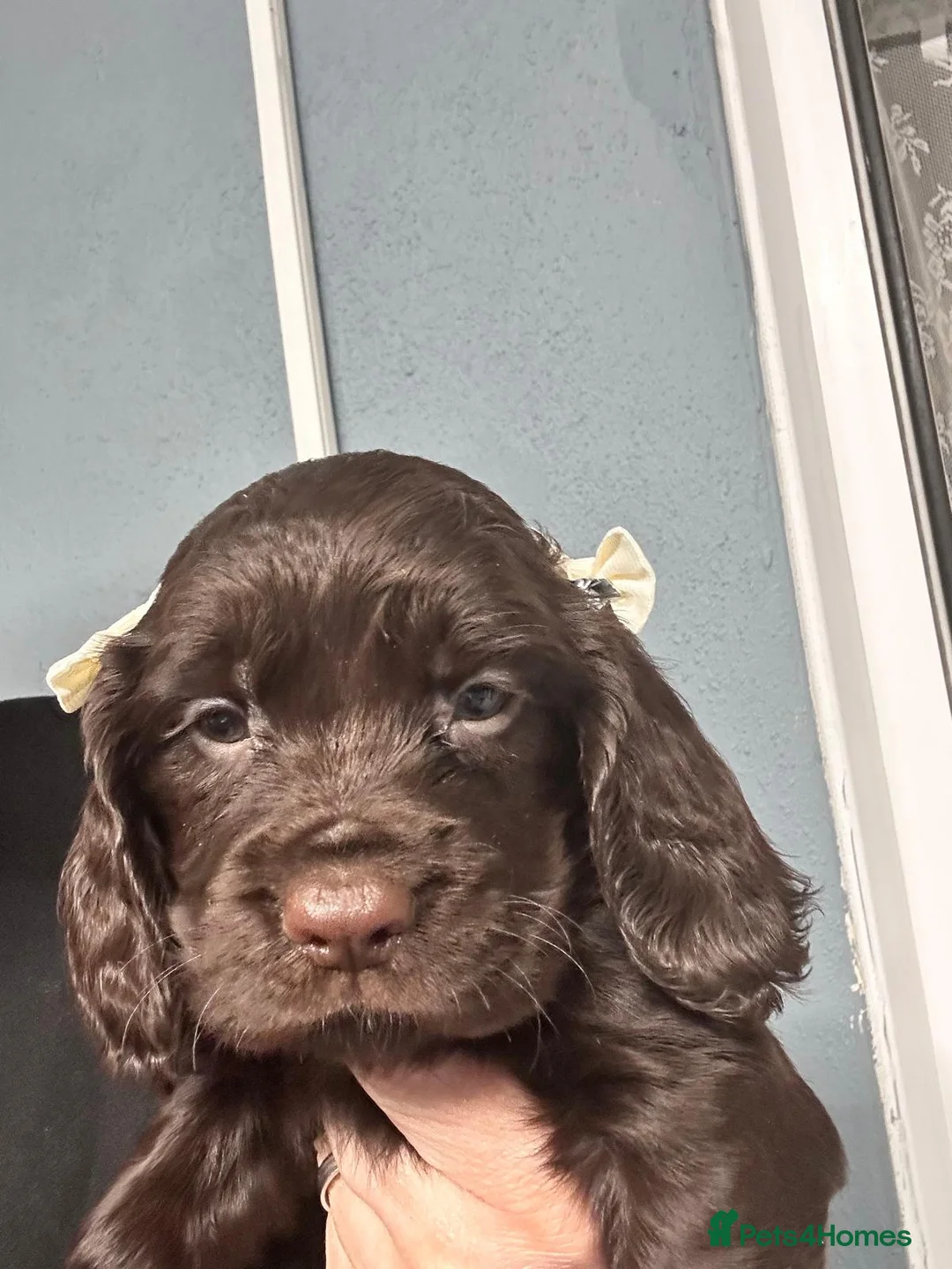 Cocker Spaniel dogs for sale: Choc cockers spaniel in Woking - Advert 2