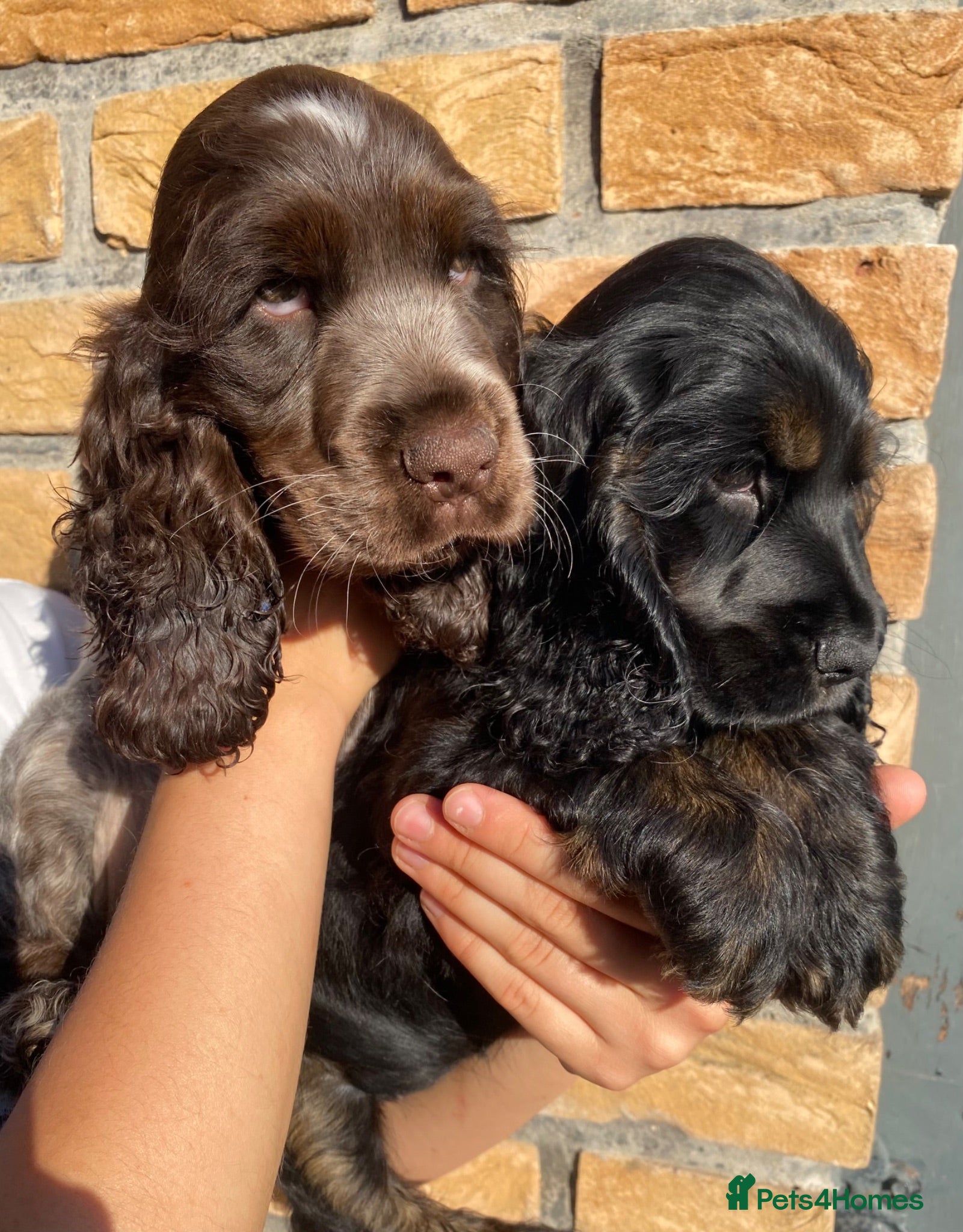 Cocker Spaniel dogs Lovely show Cocker spaniel puppies 🐶  - Advert 17