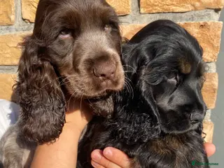 Cocker Spaniel dogs Lovely show Cocker spaniel puppies 🐶 - Advert 17