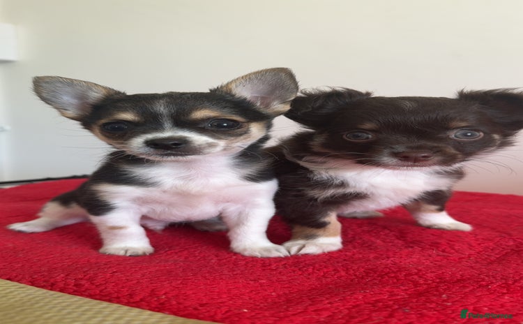 Chihuahua dogs - Advert 4