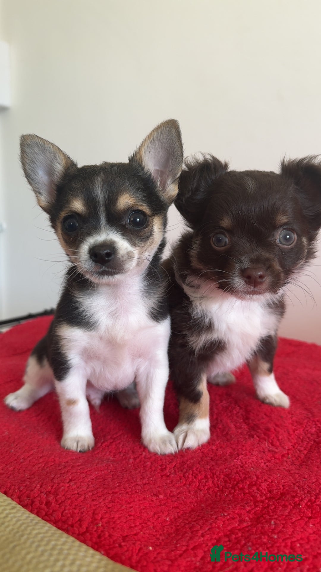 Chihuahua dogs for sale: 2 lovely tiny chihuahua boys - Image 1