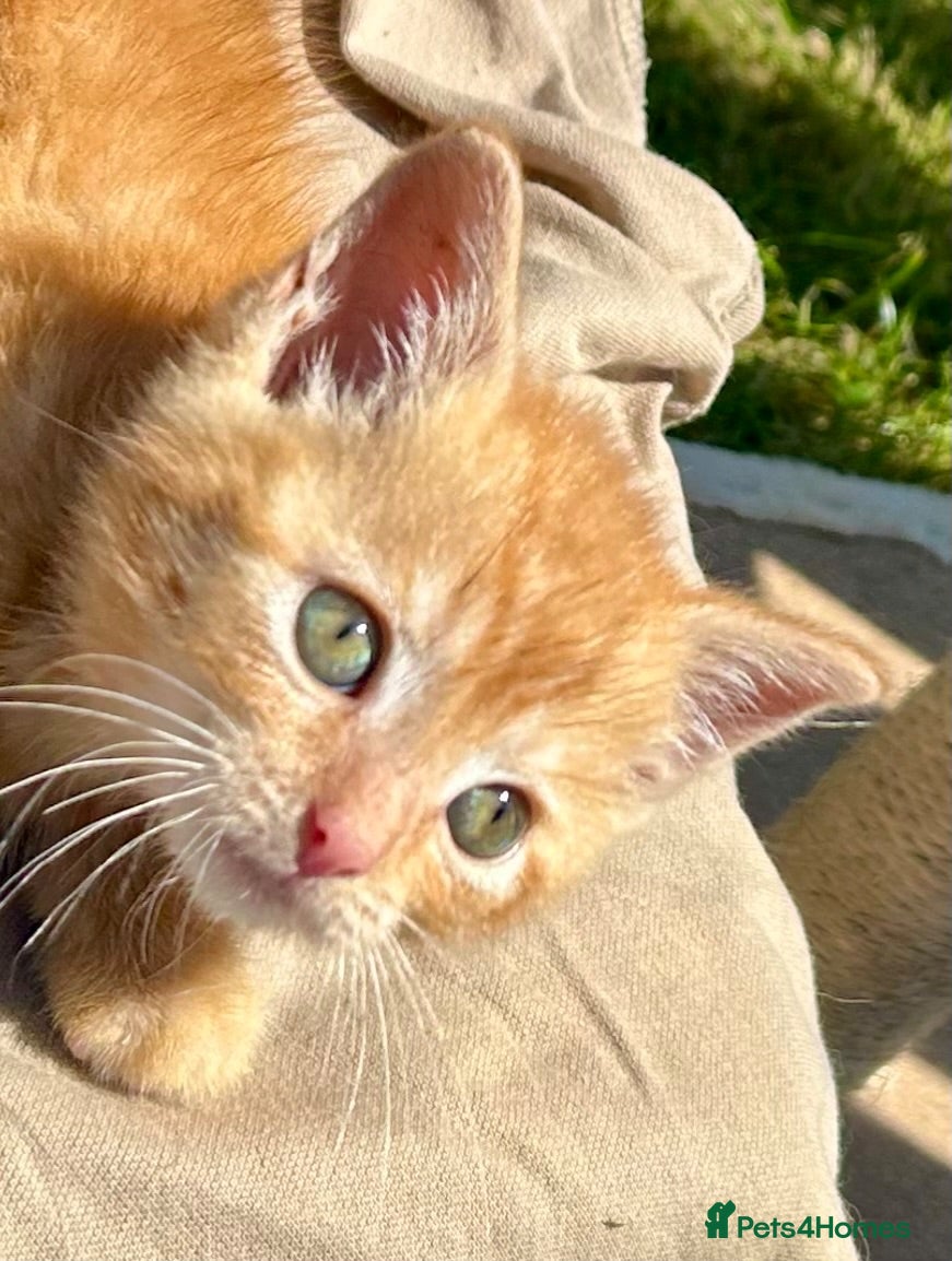 Mixed Breed cats Female Pure Ginger Tabby Mackerel SHORT hair  - Advert 3
