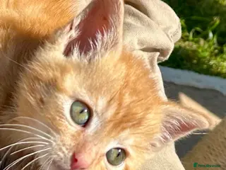 Mixed Breed cats Female Pure Ginger Tabby Mackerel SHORT hair - Advert 3