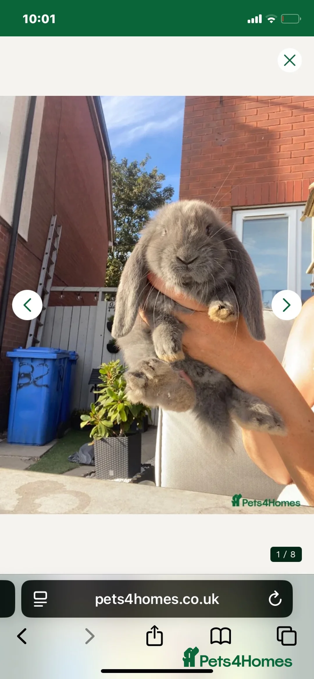 French Lop rabbits for sale: French lop last one of the litter  in Driffield - Advert 2