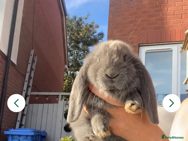 French Lop rabbits for sale: French lop last one of the litter - Advert 2