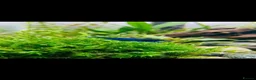 Shrimps fish for sale: Neocaridina shrimp  - Advert 1