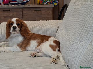 Cavalier King Charles Spaniel dogs Mr Den - Advert 7