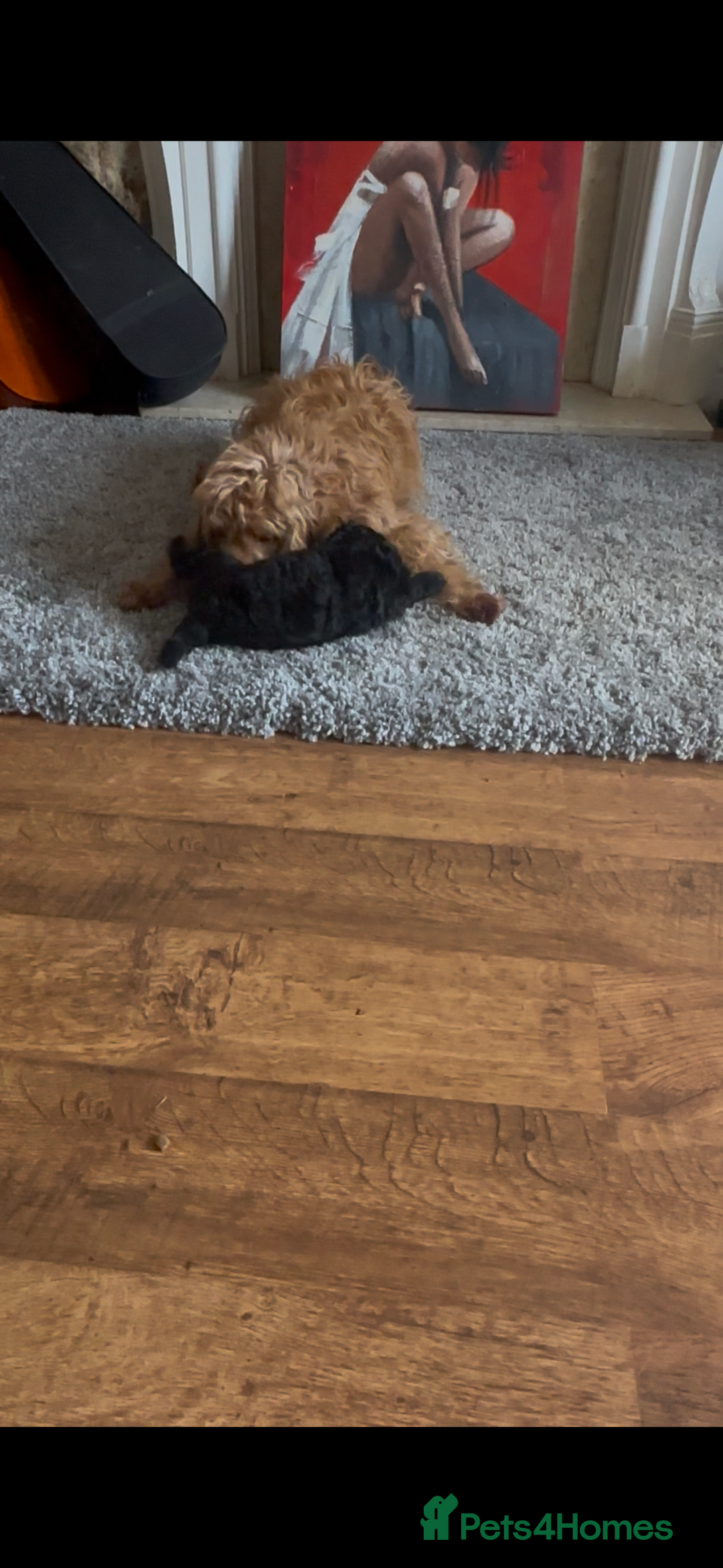 Labradoodle dogs for sale: Stunning small labradoodle  - Advert 5