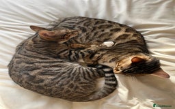 Bengal cats for sale: Beautiful Bengal/Tuxedo Cats  - Image 6