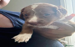 Cockapoo dogs for sale: 2 Beautiful Boy Cockapoo Puppies Left!! - Image 13
