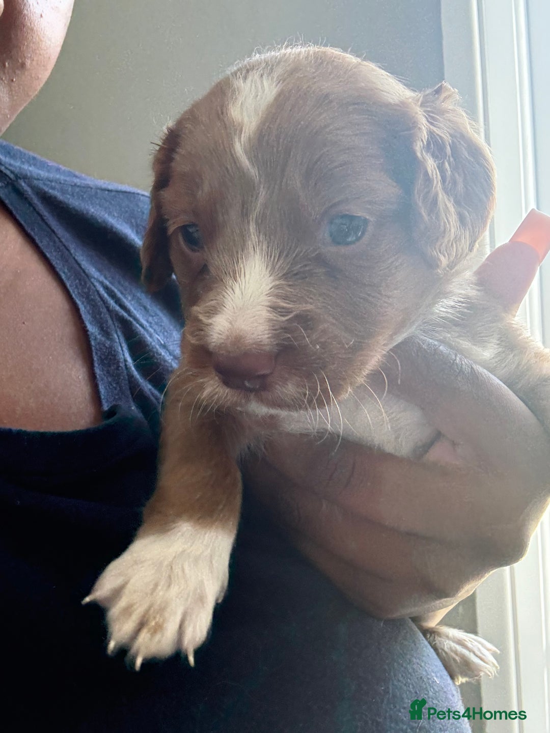 Cockapoo dogs for sale: 2 Beautiful Boy Cockapoo Puppies Left!! - Image 13