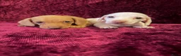 Miniature Dachshund dogs for sale: Miniature Dachshund available  - Advert 5