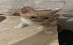 Mixed Breed cats for sale: Last Cream/white Beautiful kitten left in lutom - Image 3