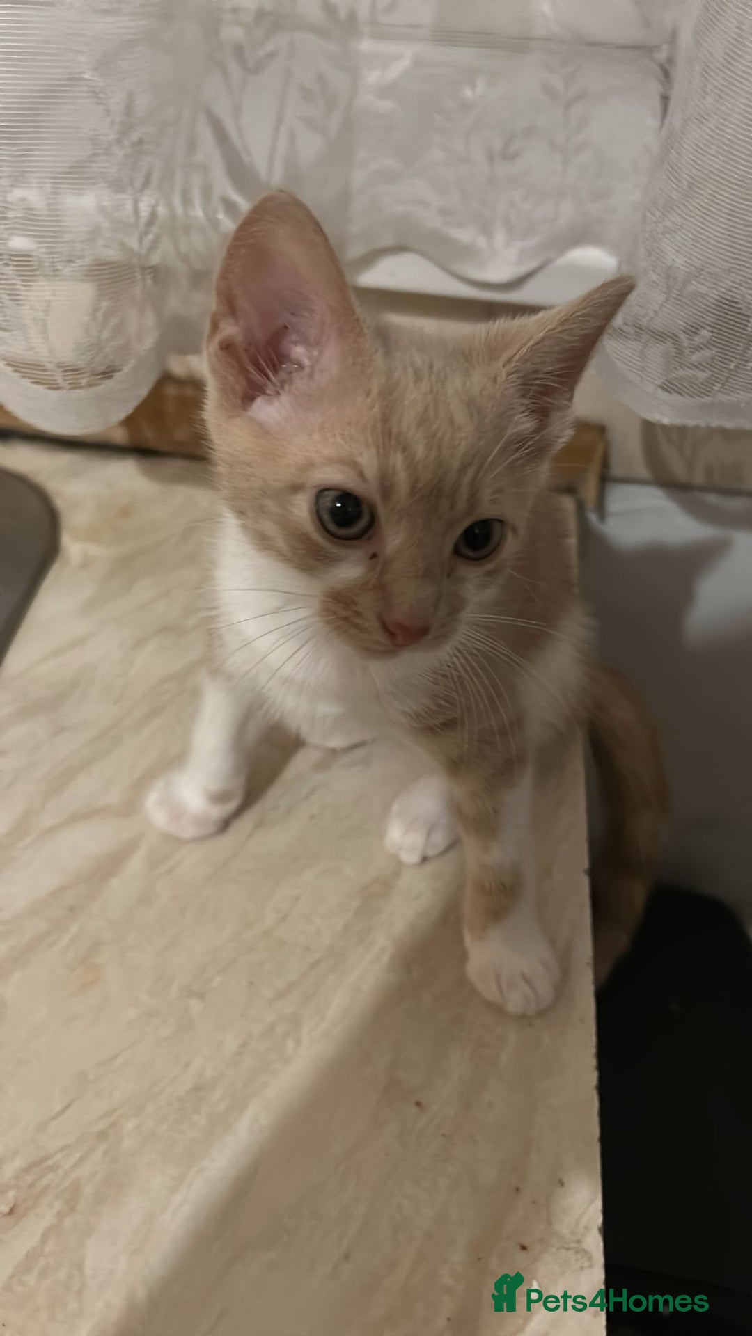 Mixed Breed cats for sale: Last Cream/white Beautiful kitten left in lutom - Image 3