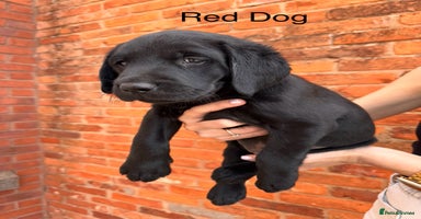 Labrador Retriever dogs - Advert 6