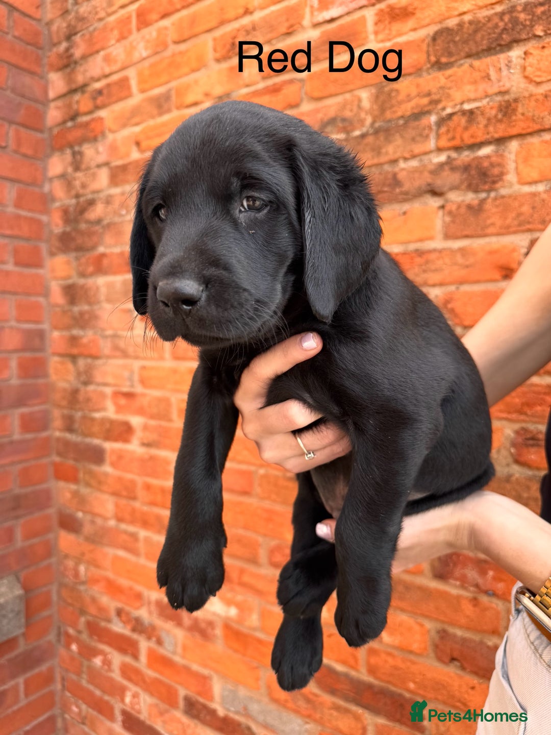Labrador Retriever dogs for sale: 6 x Beautiful Black Labrador Puppies for sale. - Image 2