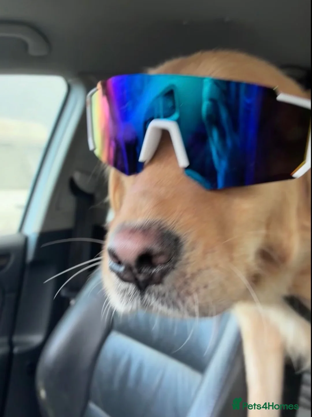 Golden Retriever dogs for sale: Red golden retrievers  in Doncaster - Advert 2