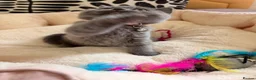 British Shorthair cats for sale: Beautiful British Shorthair Kittens! in London - Advert 9
