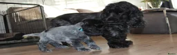 Cocker Spaniel dogs for sale: KC Registered Blue Roan Show Cocker Spaniel Boys - Advert 5