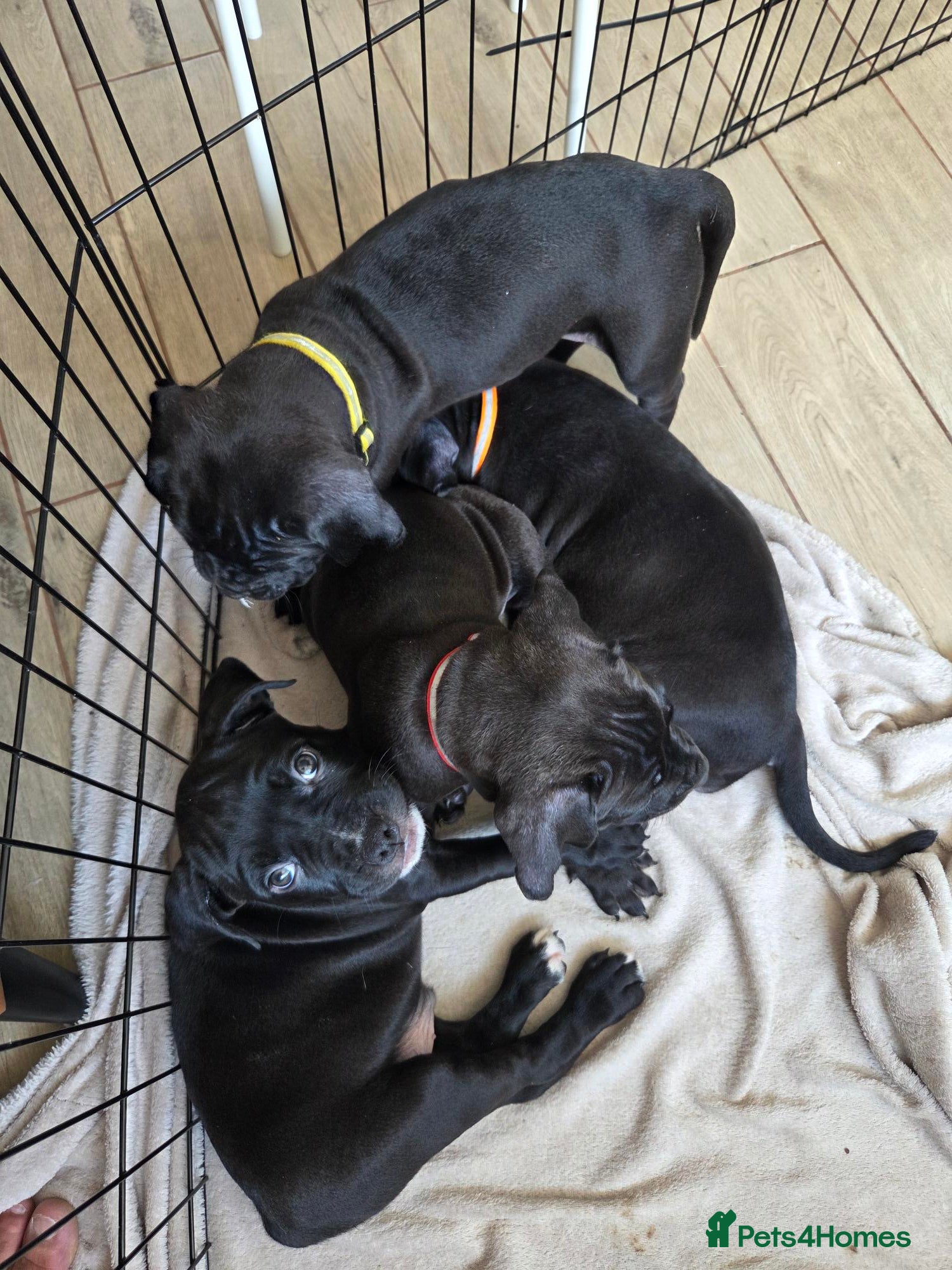 Mixed Breed dogs 6 puppies - Advert 5