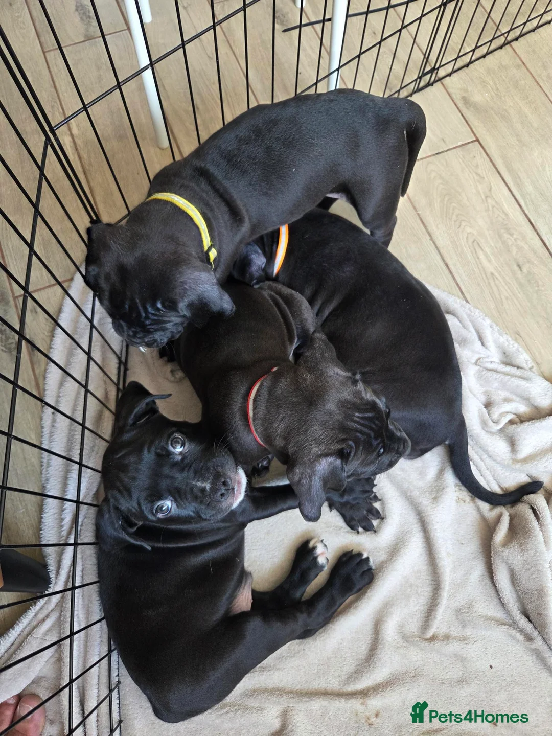 Mixed Breed dogs for sale: 6 puppies - Advert 1