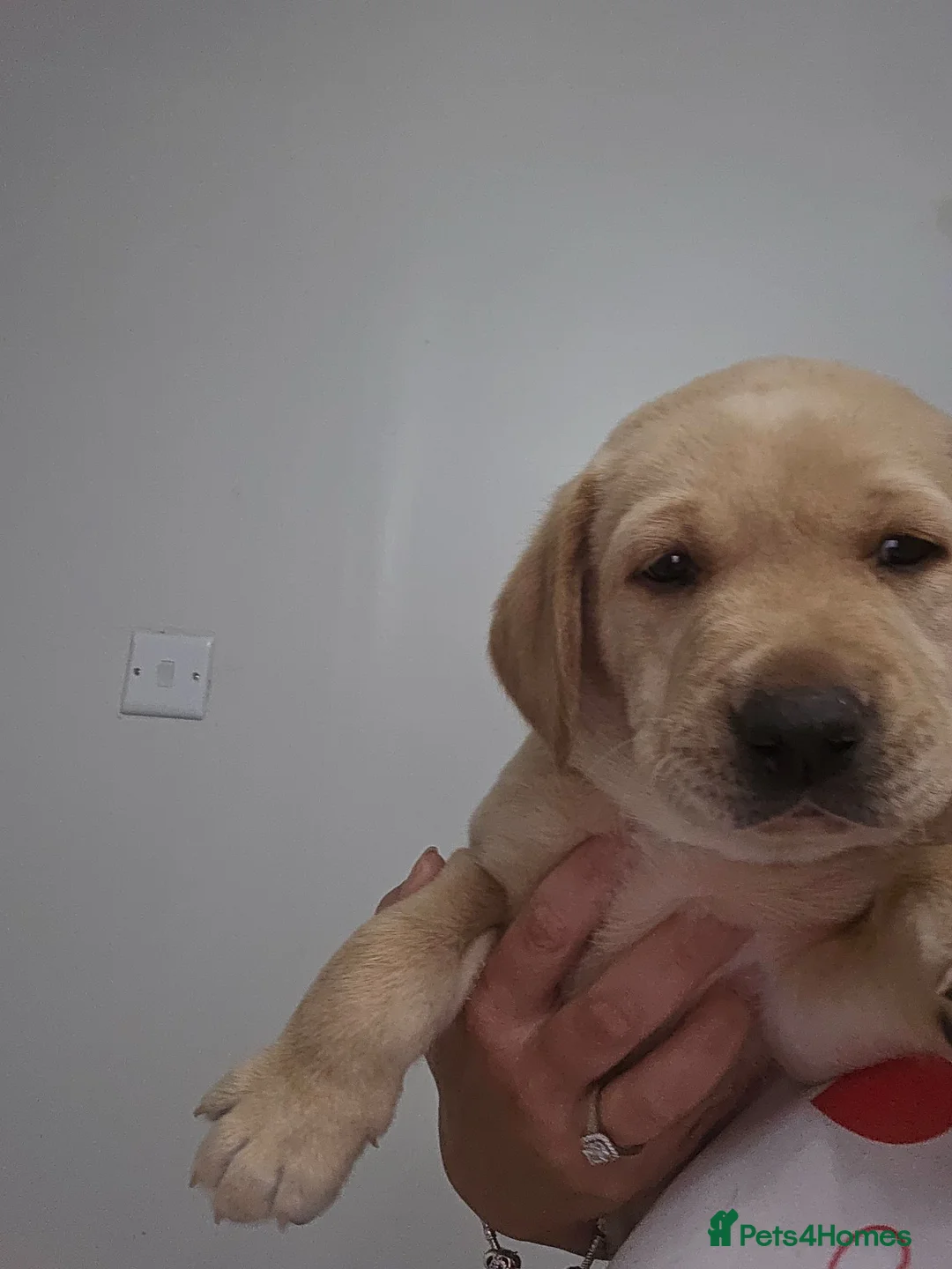 Labrador Retriever dogs for sale: Beautiful labrador for sale  - Advert 2