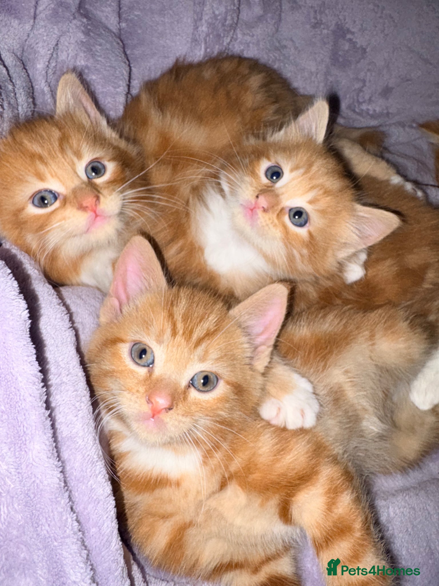 Mixed Breed cats Ginger kittens - Advert 11