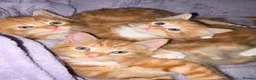 Mixed Breed cats for sale: Ginger kittens - Advert 1